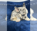 Small #3 French Bulldog