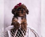 Small #4 Poodle (Toy)