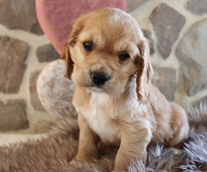 Cocker Spaniel Puppy for sale in HONEY BROOK, PA, USA