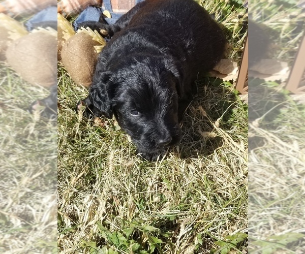 Medium Photo #8 Labradoodle Puppy For Sale in JACKSON, MN, USA