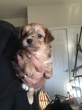 Medium Photo #2 Yorkshire Terrier Puppy For Sale in KYLE, TX, USA