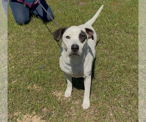 Medium Photo #1 Mutt Puppy For Sale in Rockaway, NJ, USA