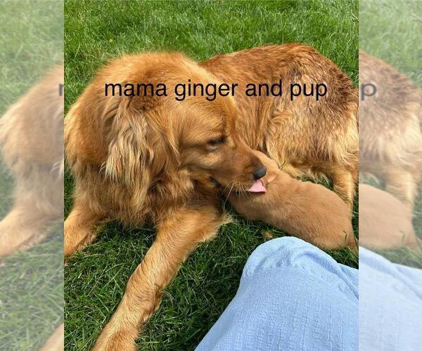 Medium Photo #25 Golden Retriever Puppy For Sale in LIME SPRINGS, IA, USA