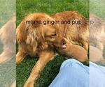 Small #24 Golden Retriever