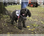 Small Photo #1 Poodle (Toy) Puppy For Sale in RAINIER, OR, USA