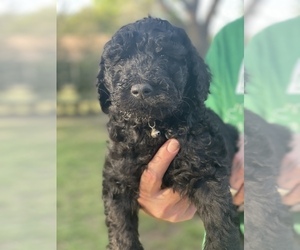 Goldendoodle-Poodle (Standard) Mix Puppy for sale in WEATHERFORD, TX, USA