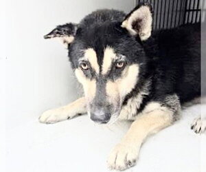 Siberian Husky-Unknown Mix Dogs for adoption in Houston, TX, USA