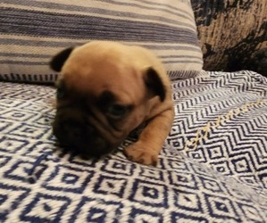 French Bulldog Puppy for sale in PARKER, CO, USA