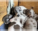 Small Photo #99 Dachshund Puppy For Sale in LAKEBAY, WA, USA