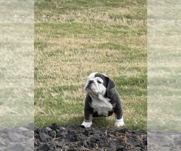 Medium Photo #26 Bulldog Puppy For Sale in MCDONOUGH, GA, USA