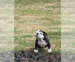 Small #25 Bulldog