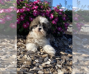 Shih Tzu Puppy for sale in CANOGA, NY, USA