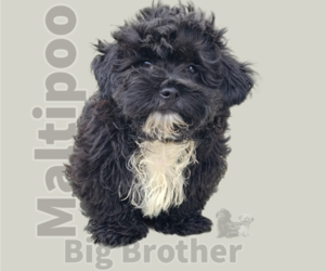 Maltipoo Puppy for Sale in SAN DIEGO, California USA