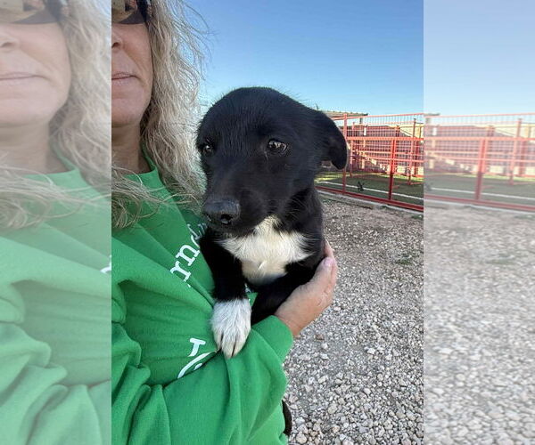 Medium Photo #2 Chihuahua-Unknown Mix Puppy For Sale in Grafton, WI, USA