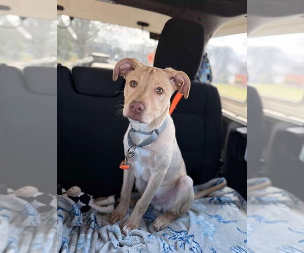 Medium Photo #6 Mutt Puppy For Sale in Wenonah, NJ, USA