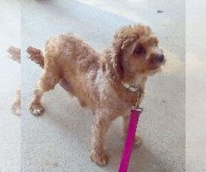Mother of the Cavapoo puppies born on 03/22/2025