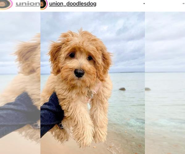 Medium Photo #63 Poocan Puppy For Sale in FAIR OAKS, CA, USA