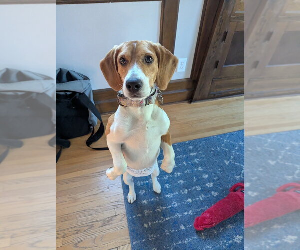 Medium Photo #3 Beagle Puppy For Sale in Andover, MN, USA
