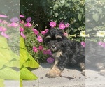 Small #3 Lhasa Apso-Poodle (Toy) Mix