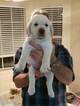 Small Photo #3 Labrador Retriever Puppy For Sale in EVANS, GA, USA