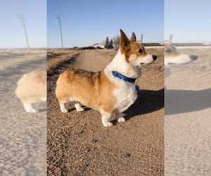 Mother of the Pembroke Welsh Corgi puppies born on 09/15/2026