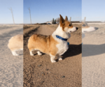 Small Photo #1 Pembroke Welsh Corgi Puppy For Sale in SARATOGA, WY, USA