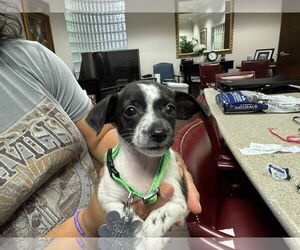 Chihuahua-Unknown Mix Dogs for adoption in Holly Springs, NC, USA