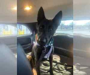 Mutt Dogs for adoption in Imlay City, MI, USA