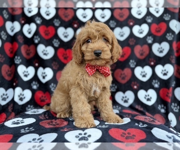 Medium Photo #1 Cock-A-Poo Puppy For Sale in LAKELAND, FL, USA