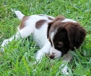 Brittany Dog for Adoption in HENDERSON, North Carolina USA