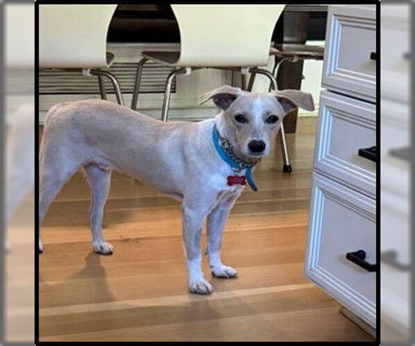 Medium Photo #3 Chihuahua-Unknown Mix Puppy For Sale in San Diego, CA, USA