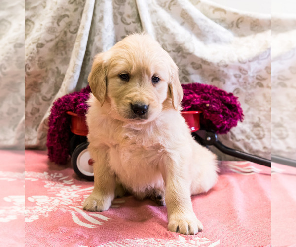 Medium Photo #3 Golden Retriever Puppy For Sale in WAKARUSA, IN, USA
