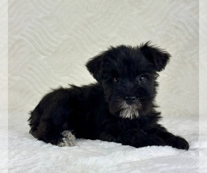 Schnauzer (Miniature) Puppy for sale in GREENFIELD, IN, USA