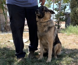 Father of the German Shepherd Dog puppies born on 04/17/2025