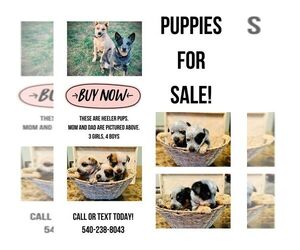 Australian Cattle Dog Puppy for sale in ROCKY MOUNT, VA, USA
