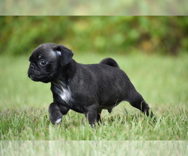 Medium Photo #4 Pug Puppy For Sale in PALM COAST, FL, USA