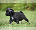Small #3 Pug