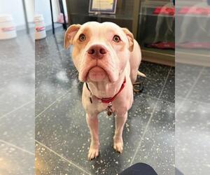 Mutt Dogs for adoption in Boston, MA, USA