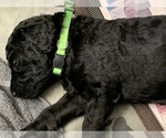 Small Photo #12 Labradoodle Puppy For Sale in DENTON, NC, USA