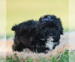 Small Photo #13 Poodle (Toy) Puppy For Sale in WARSAW, IN, USA