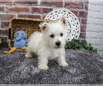 Small #6 West Highland White Terrier
