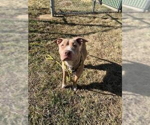 American Pit Bull Terrier Dogs for adoption in Louisville, KY, USA
