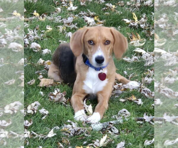 Medium Photo #1 Mutt Puppy For Sale in Oakhurst, NJ, USA