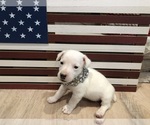 Small Photo #14 Jack Russell Terrier Puppy For Sale in MABLETON, GA, USA