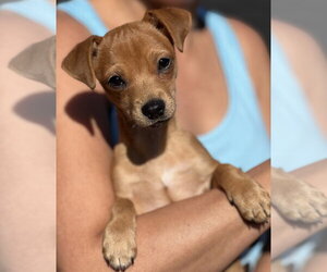 Chiweenie Dogs for adoption in Dana Point, CA, USA