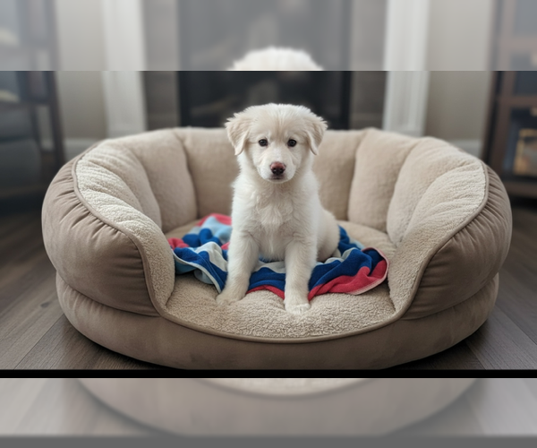 Medium Photo #1 Great Pyrenees Puppy For Sale in MIDWAY, UT, USA