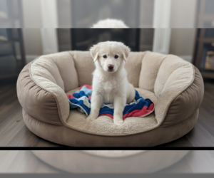 Great Pyrenees Dogs for adoption in MIDWAY, UT, USA