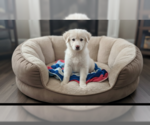 Small Great Pyrenees