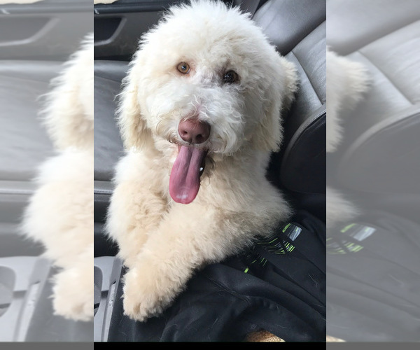 Medium Photo #1 Goldendoodle Puppy For Sale in BLANCHESTER, OH, USA