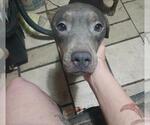 Small American Staffordshire Terrier Mix